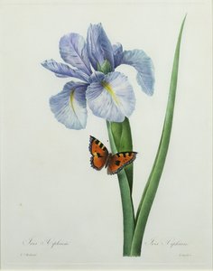 Iris xiphium, gravado por Langlois, de &39;Escolha das mais belas flores&39;, 1827